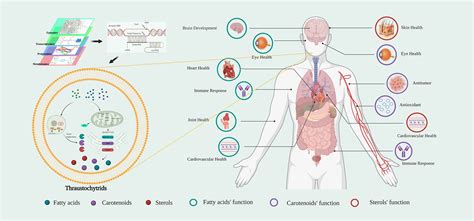 Elderly People Diseases: Comprehensive Guide to Managing Chronic Conditions