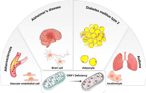 Common Diseases in Older Adults: Understanding and Managing Age-Related Health Conditions